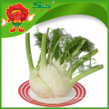 Best Fresh Fennel Organic Head Fennel